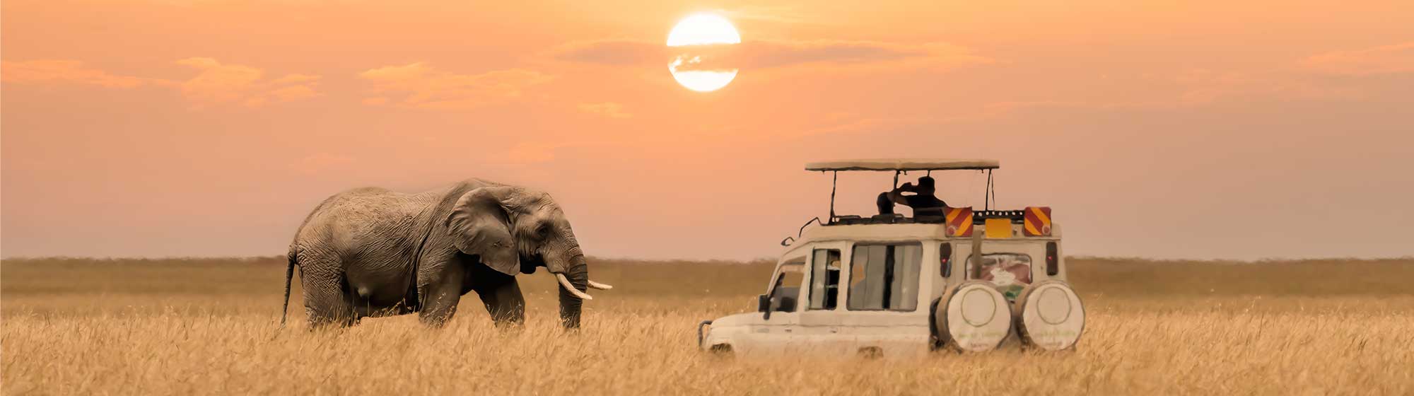 Un éléphant se trouve face à face avec une voiture au cœur de la savane