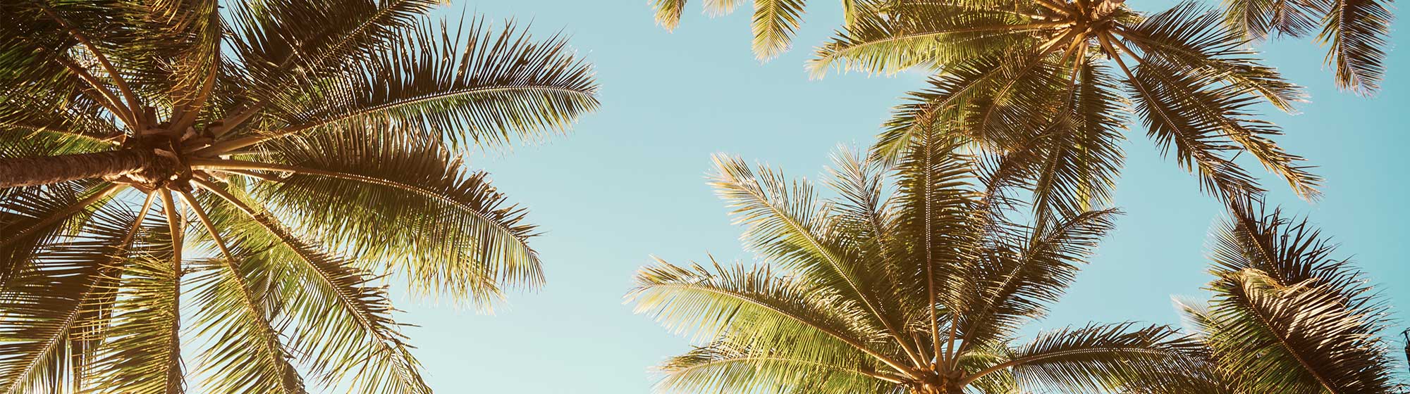Palmiers baignés de soleil, se dressant fièrement contre un ciel d'un bleu éclatant