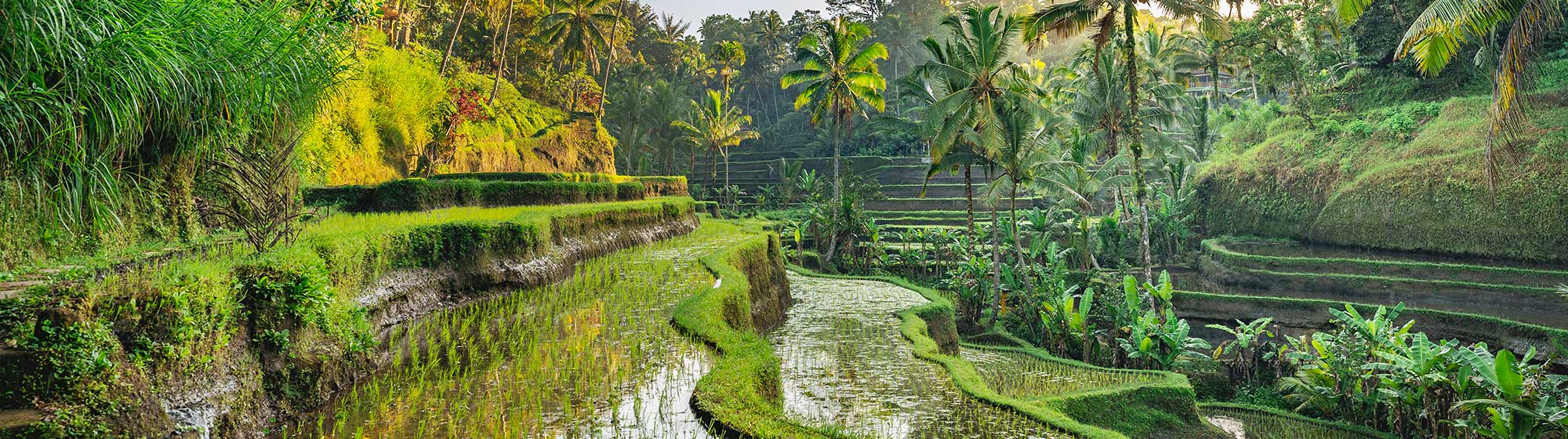 Des panoramas avec des champs de riz et des palmiers verdoyants