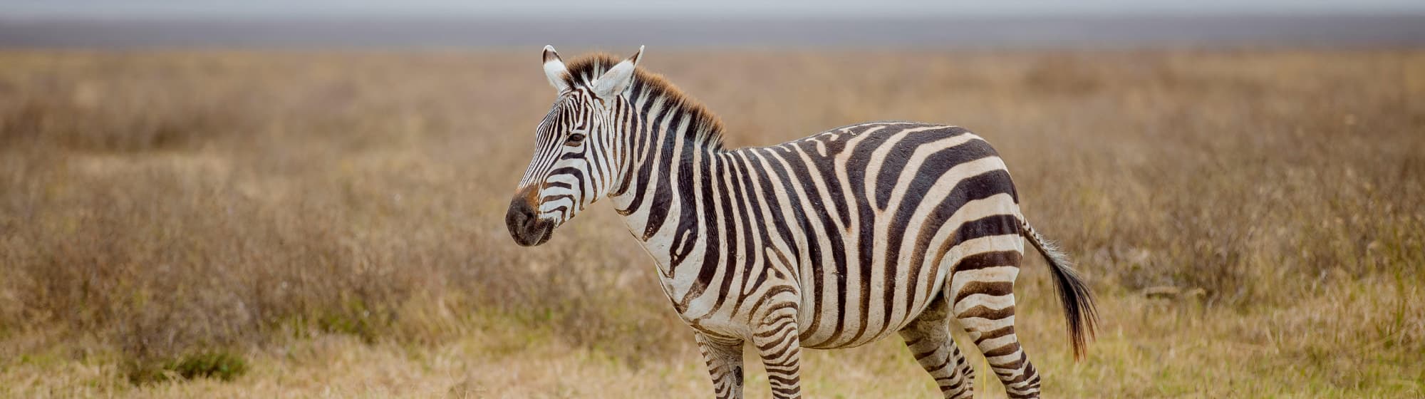 Photo d'une girafe en plein milieu d'un parc national. 