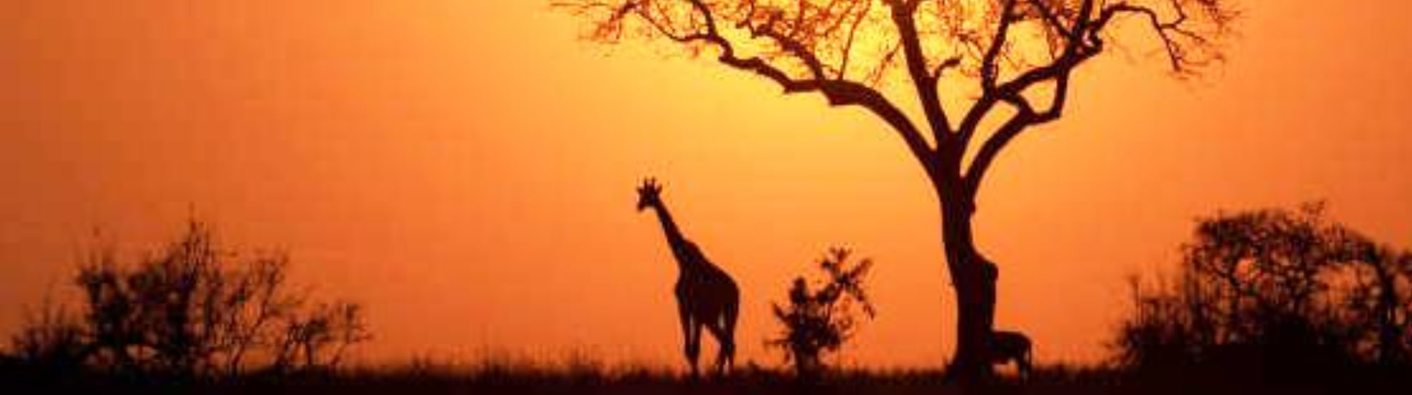 Photo d'une girafe en plein milieu d'un parc national. 