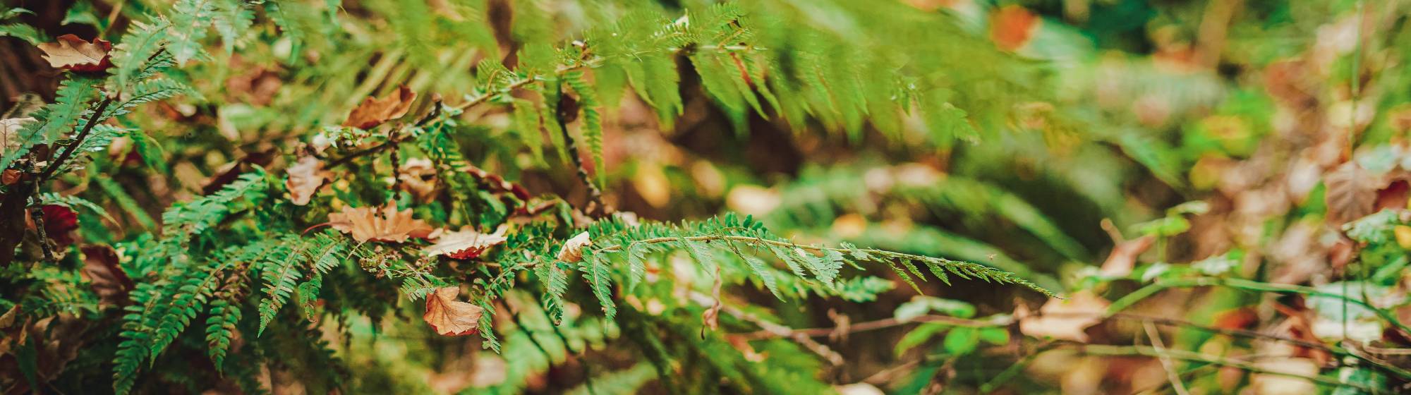Feuilles dans la nature