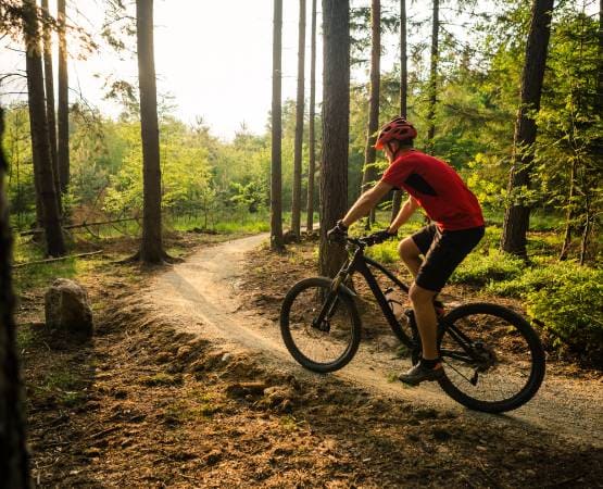 Une vélo dans la forêt