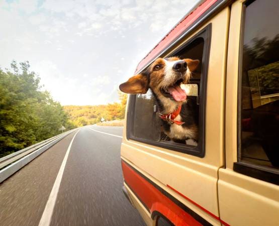Un chien sortant sa tête par la fenêtre d'une voiture