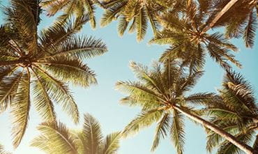 Palmiers baignés de soleil, se dressant fièrement contre un ciel d'un bleu éclatant