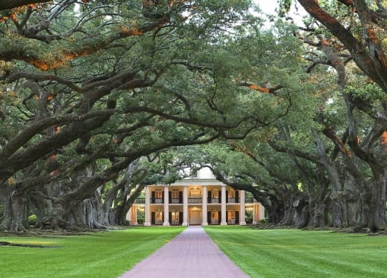 Une allée d'arbres qui mène sur une maison