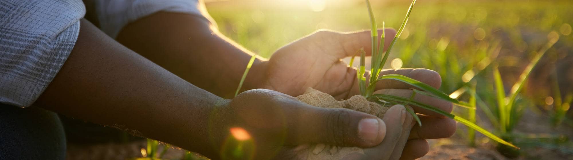 des mains d'enfant dans la terre