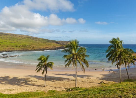 Une photo de la plage avec les palmiers