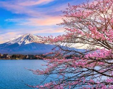 la montagne et les cerisiers au Japon