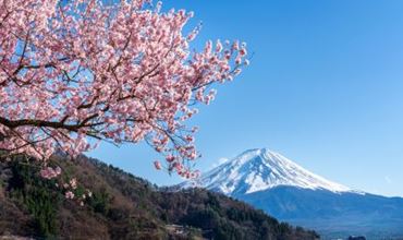 la montagne et les cerisiers au Japon