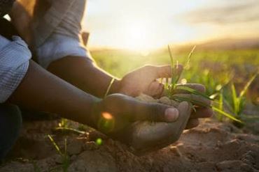 des mains d'enfant dans la terre