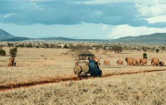 Véhicule de safari circulant dans la savane à proximité d’un troupeau d’éléphants sous un ciel chargé de nuages.