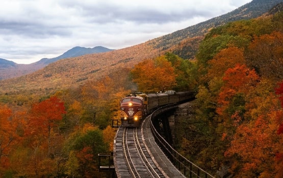 Un train qui circule dans la forêt