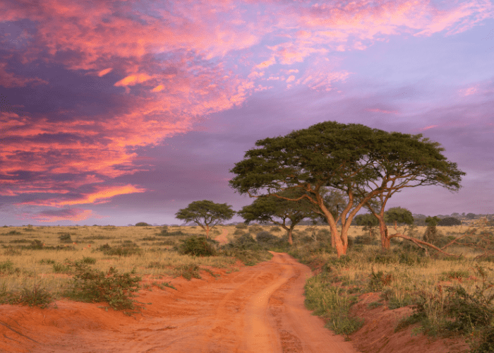 La savane