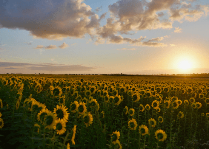 Un champ de tournesol