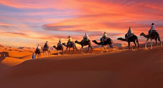Des chameaux tansportent des touristes à travers les dunes