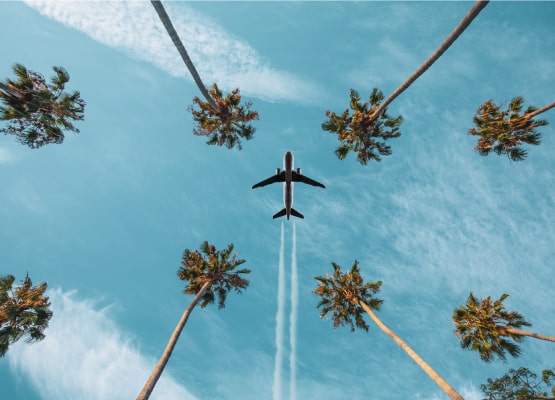 Un décollage d'avion au dessus d'une allée de palmier