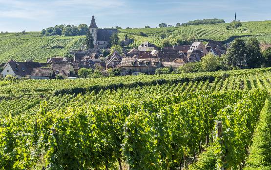 Les vignes en auvergne avec un village en arrière plan.