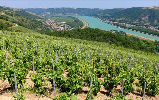 Photo de vignes avec un fleuve en contrebas.
