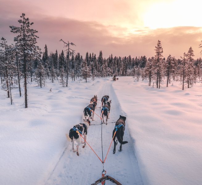 Des chiens trainent un traineau sur la neige