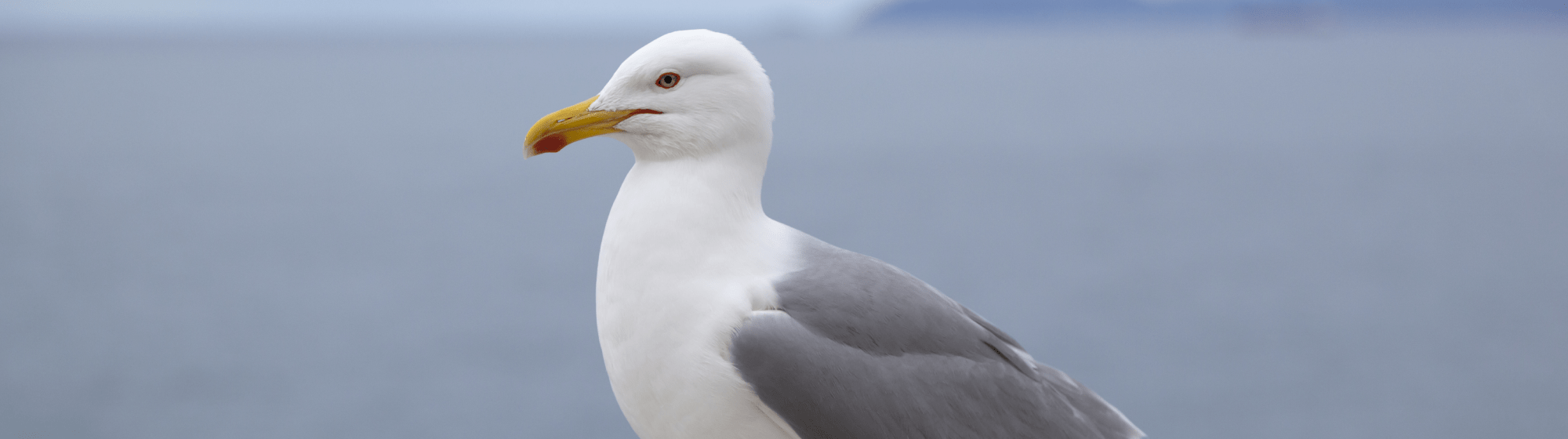 Une mouette déposée sur le rocher