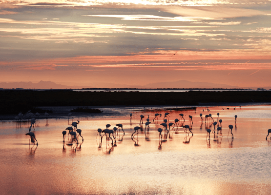 Des flamants roses en Camargue