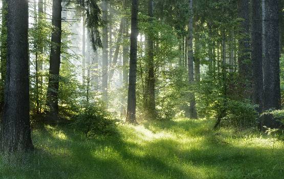 Photo prise en plein milieu d'une foret avec les lueurs du soleil.