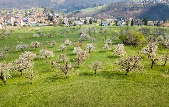 Un village entouré de pruniers.