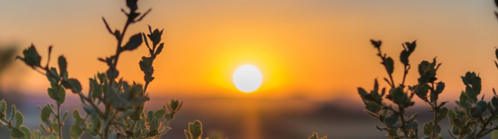 couché de soleil à travers la nature