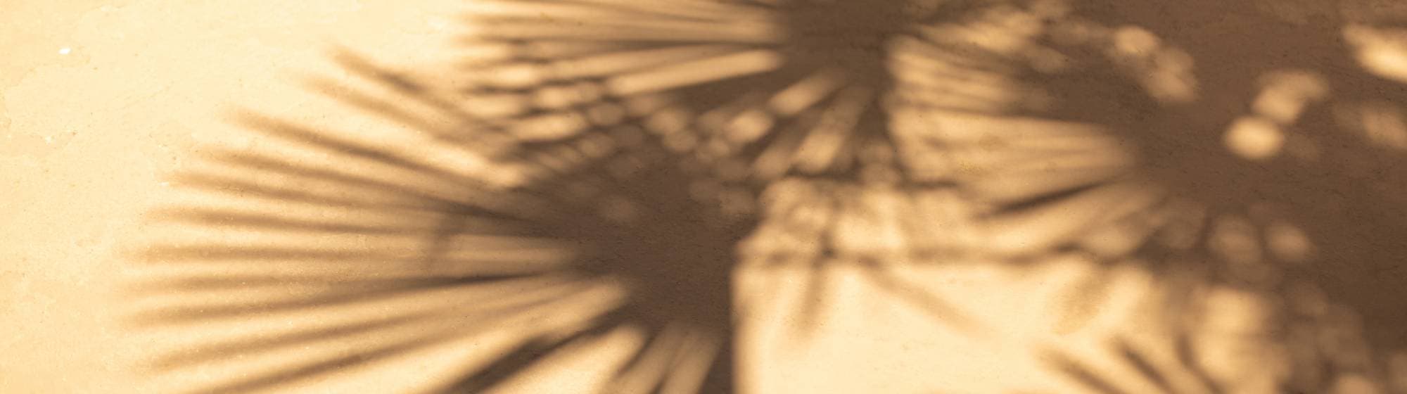 les ombres d'un palmier sur un mur