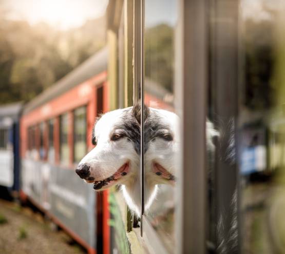 un chien qui sort sa tête par la fenêtre d'un train